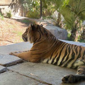 Meet your Posher, Carmen